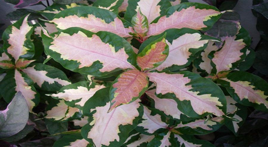 ใบเงิน ใบทอง ใบนาก สรรพคุณและประโยชน์