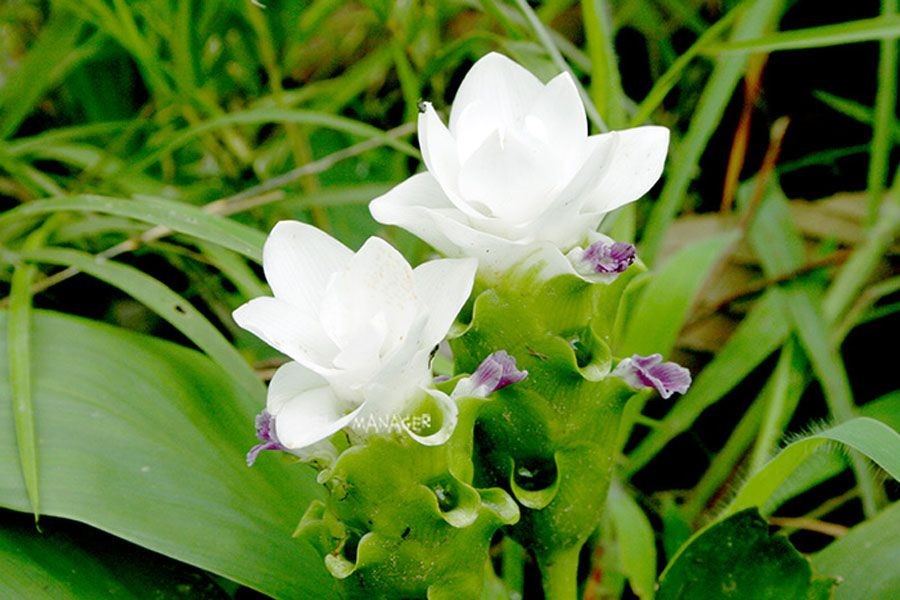 กระเจียวขาว สรรพคุณและประโยชน์