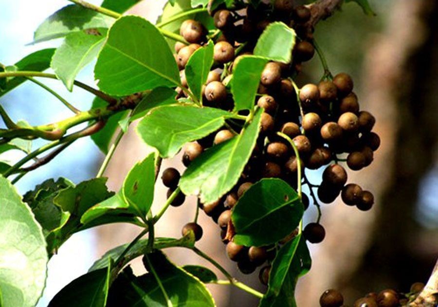 เติม (ต้นประดู่ส้ม) สรรพคุณและประโยชน์