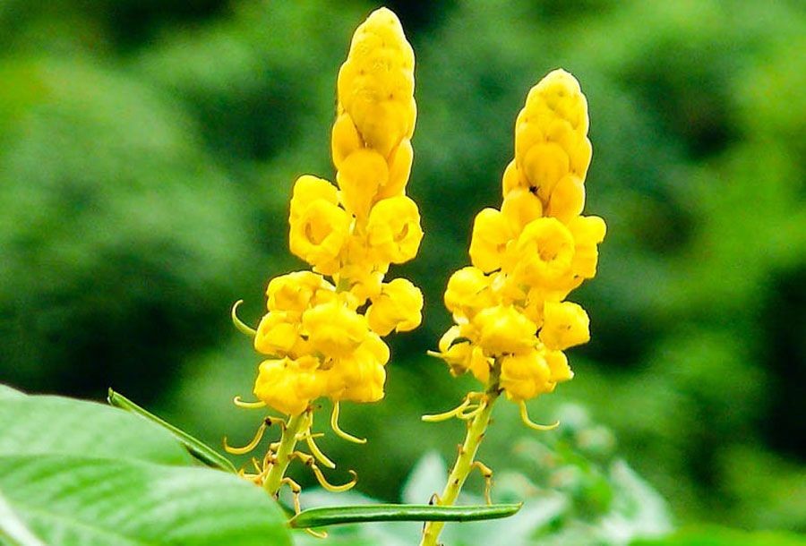 ชุมเห็ดเทศ สรรพคุณและประโยชน์