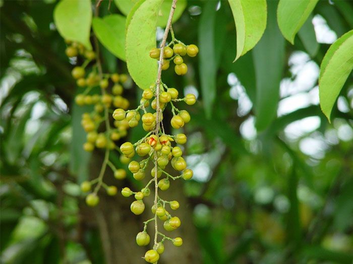 กระทงลาย  สรรพคุณและประโยชน์