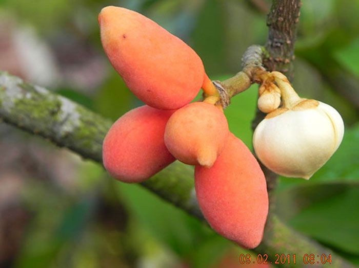 ต้นกลาย สรรพคุณและประโยชน์