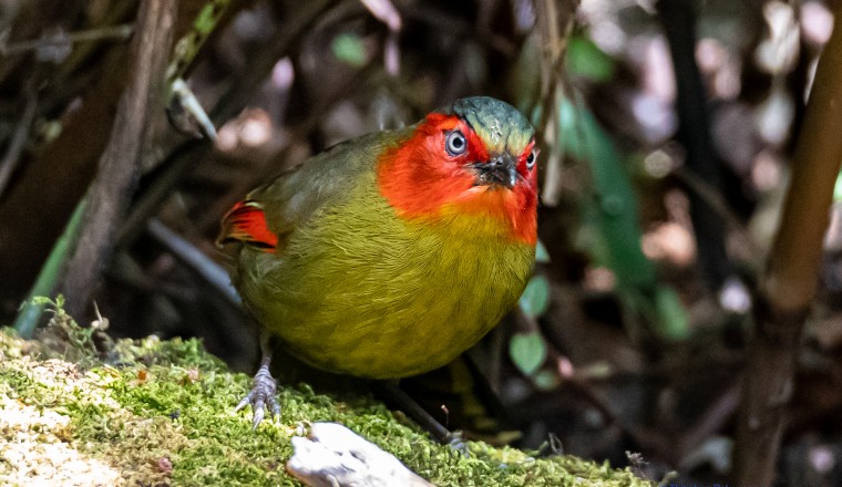 นกกะรางแก้มแดง (Red-faced Liocichla)