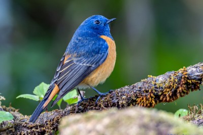 นกเขนสีฟ้าท้ายสีน้ำตาล Blue-fronted Redstart