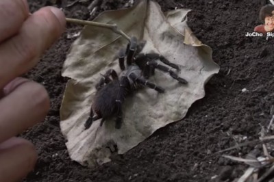 ตะลึง! โจโฉ ค้นพบ ‘บึ้งปล้องไผ่พระเจ้าตากสิน’ ครั้งแรกของโลกในรอบ 104 ปี