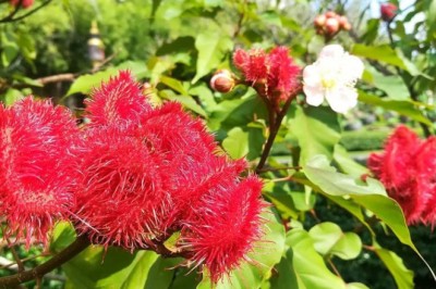 คำแสด สรรพคุณและประโยชน์