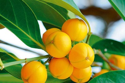 ขันทองพยาบาท สรรพคุณและประโยชน์