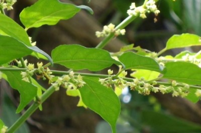 คันทรง สรรพคุณและประโยชน์