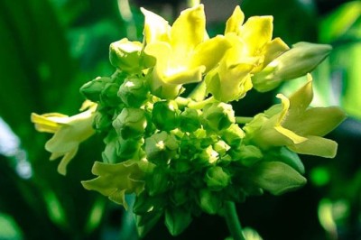 ขจร สรรพคุณและประโยชน์