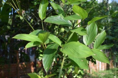 ต้นคล้า สรรพคุณและประโยชน์