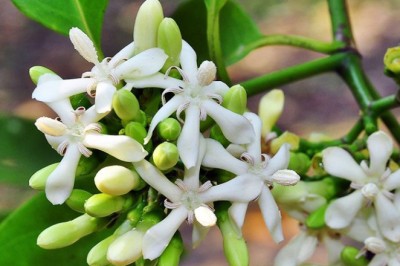 คัดเค้า สรรพคุณและประโยชน์