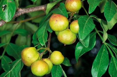 คนทา สรรพคุณและประโยชน์