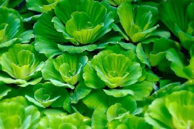 จอก สรรพคุณและประโยชน์