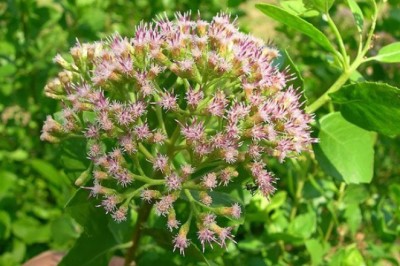 ขลู่ สรรพคุณและประโยชน์