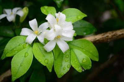 ต้นแก้ว (ดอกแก้ว) สรรพคุณและประโยชน์