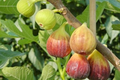 มะเดื่อ สรรพคุณและประโยชน์