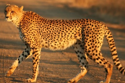 พบโค้ดเนมของ Pixel 7 ใน Android 13 ใช้ชื่อ Cheetah และ Panther