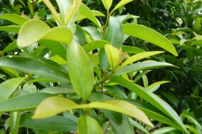 ชะมวง สรรพคุณและประโยชน์