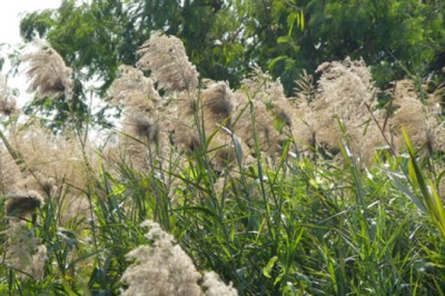 ตองกง หญ้าไม้กวาด สรรพคุณและประโยชน์