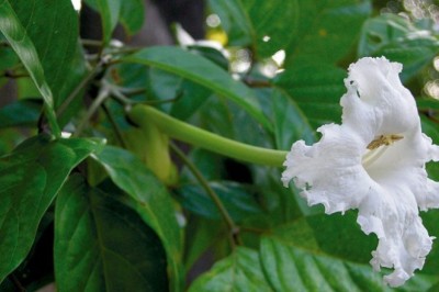 แคนา สรรพคุณและประโยชน์