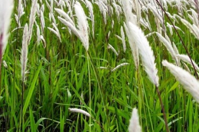 หญ้าคา สรรพคุณและประโยชน์