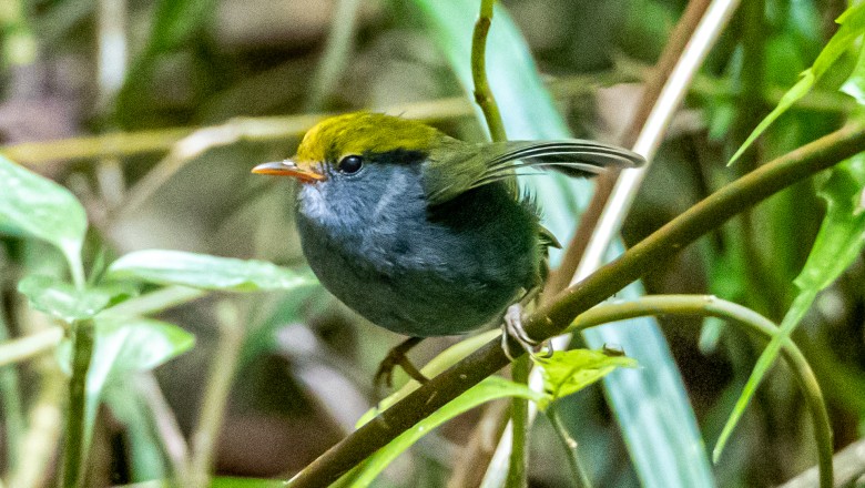 นกจุนจู๋หัวเหลือง Slaty-bellied Tesia #2