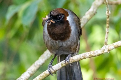 นกกะรางอกสีน้ำตาลไหม้ White-necked Laughingthrush