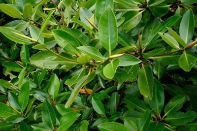 โกงกาง สรรพคุณและประโยชน์