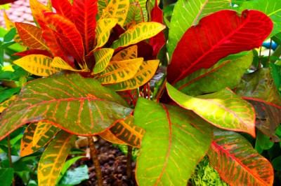 ต้นโกสน หนึ่งในไม้มงคลที่ควรปลูกที่บ้าน