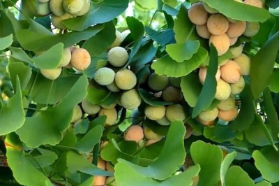 แปะก๊วย สรรพคุณและประโยชน์