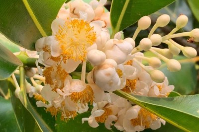 สารภี สรรพคุณและประโยชน์