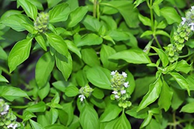 แมงลัก สรรพคุณและประโยชน์