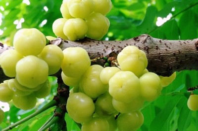 มะยม สรรพคุณและประโยชน์