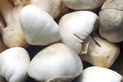 การเก็บรักษาเห็ด