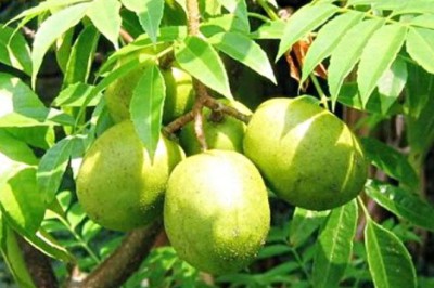 มะกอก  สรรพคุณและประโยชน์