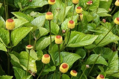 ผักคราดหัวแหวน สรรพคุณและประโยชน์