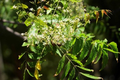 สะเดา สรรพคุณและประโยชน์