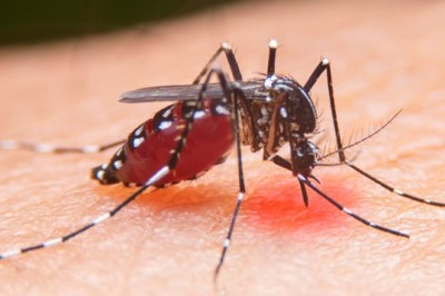 หน้าฝน ระวัง ไข้เลือดออก