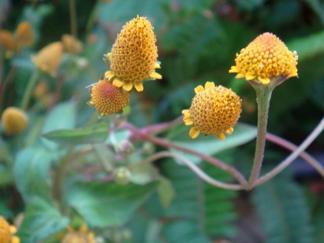 Para cress, Spilanthes oleracea (ผักคราด ; phak khraat