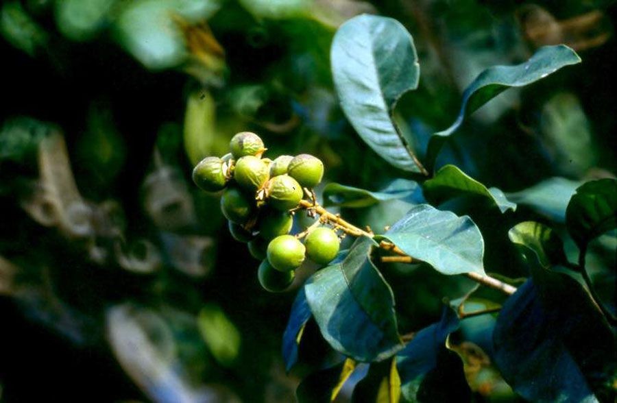 มะคำดีควาย สรรพคุณและประโยชน์