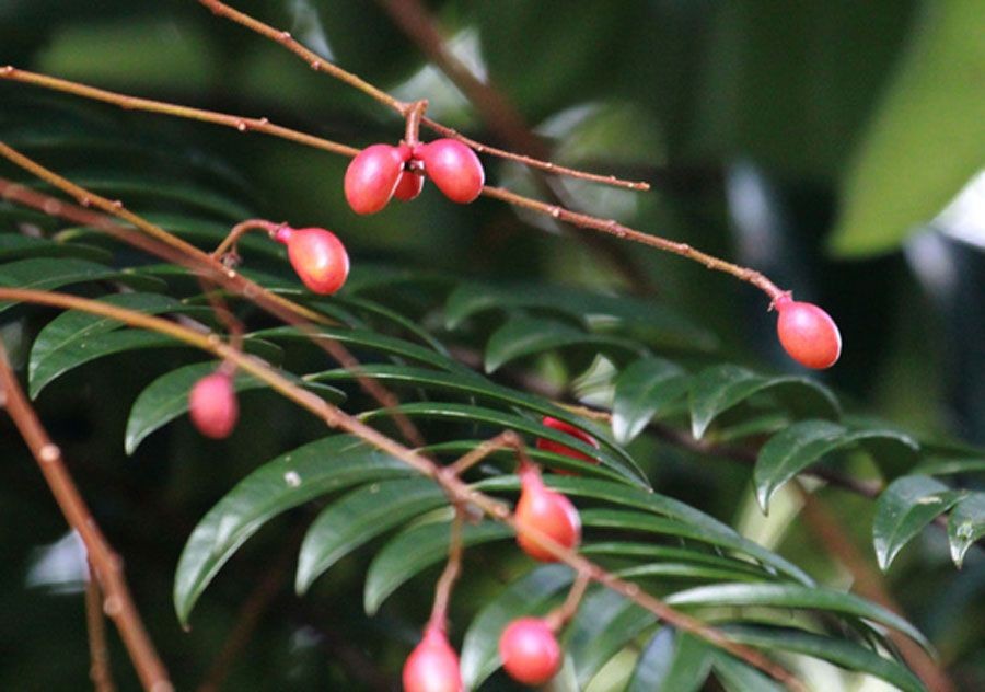 ปลาไหลเผือก สรรพคุณและประโยชน์