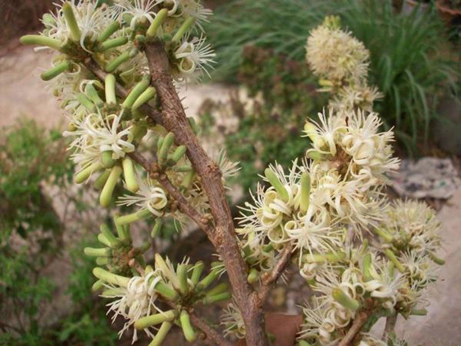 ปรู สรรพคุณและประโยชน์