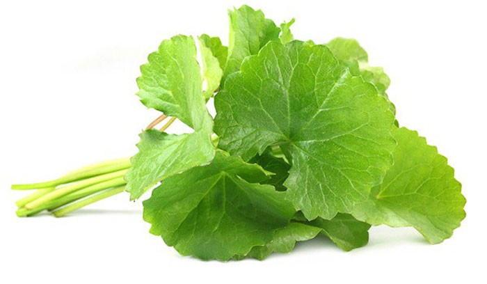 บัวบก สรรพคุณและประโยชน์