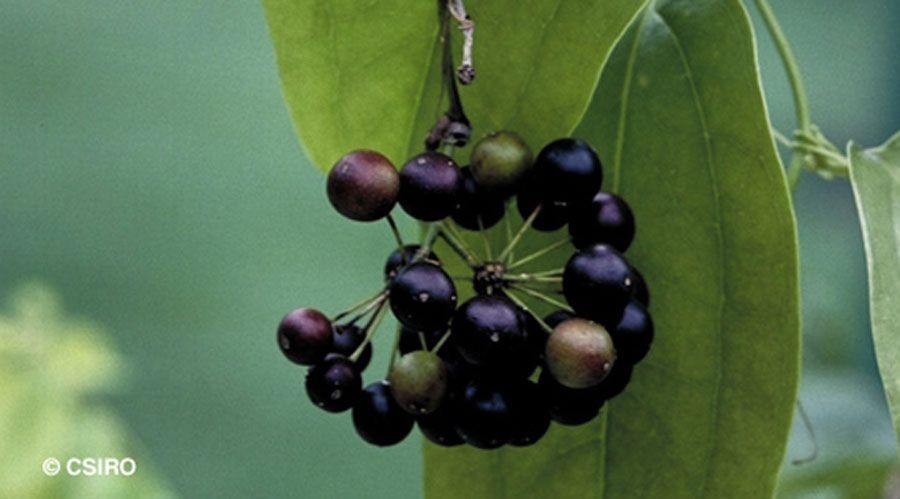 กรามช้าง สรรพคุณและประโยชน์