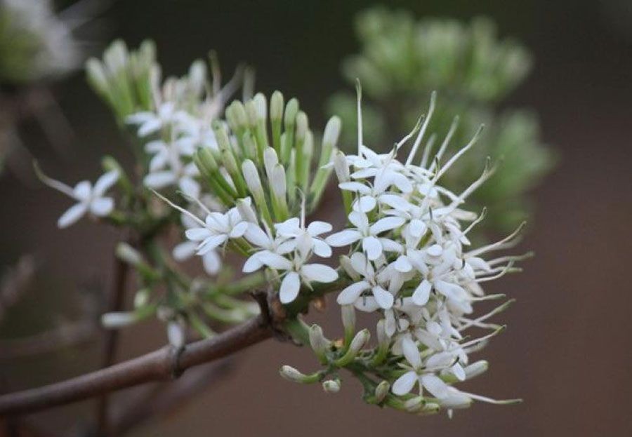 เข็มป่า (เข็มโคก) สรรพคุณและประโยชน์