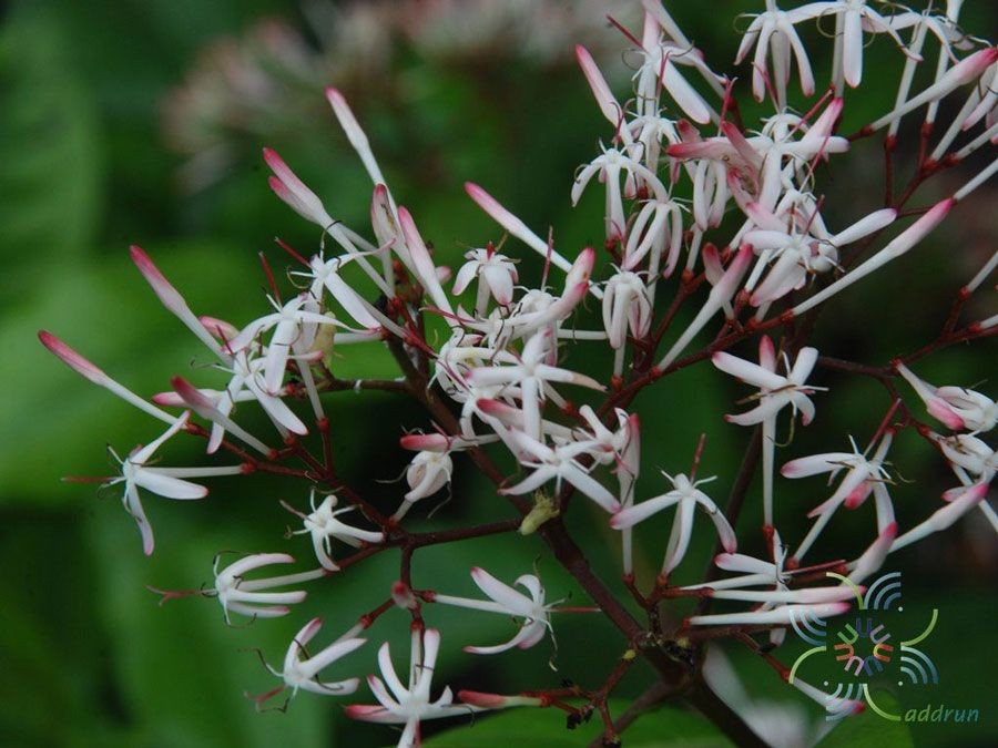 เข็มป่า (เข็มตาไก่ เข็มโพดสะมา) สรรพคุณและประโยชน์