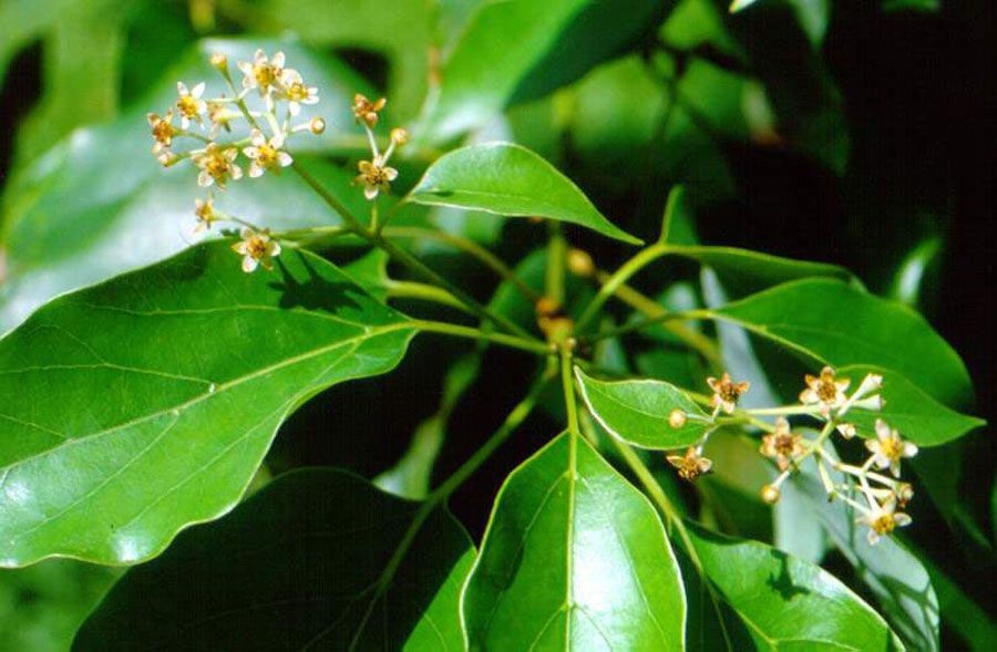 การบูร สรรพคุณและประโยชน์