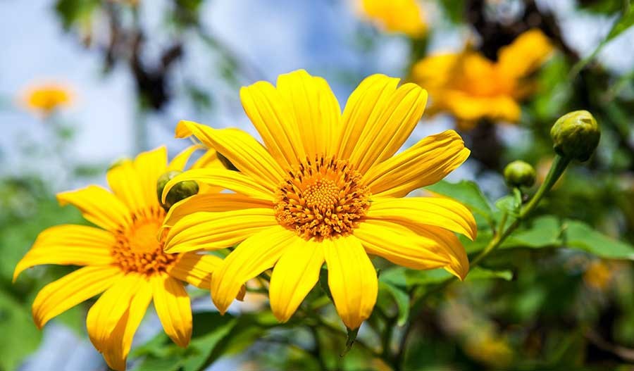 บัวตอง สรรพคุณและประโยชน์