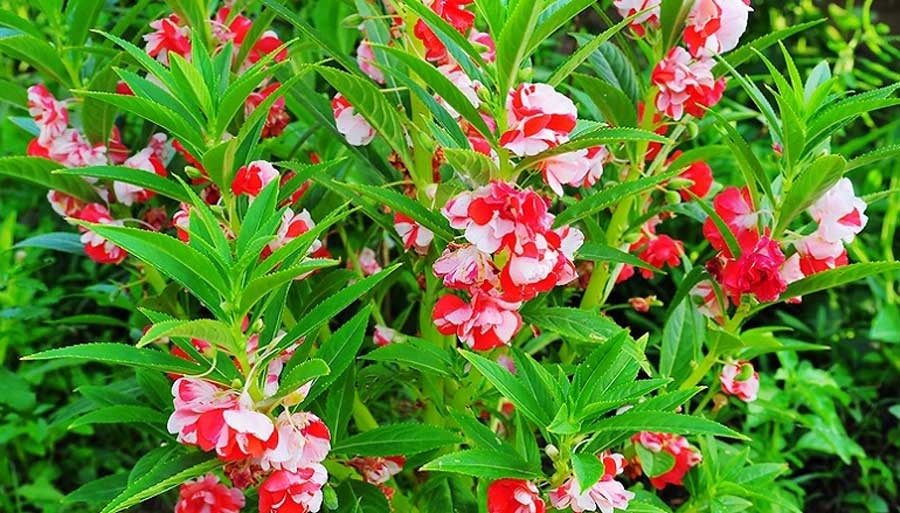 เทียนบ้าน สรรพคุณและประโยชน์