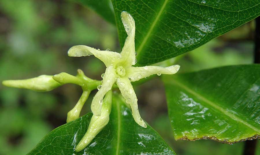 เถาเอ็นอ่อน สรรพคุณและประโยชน์